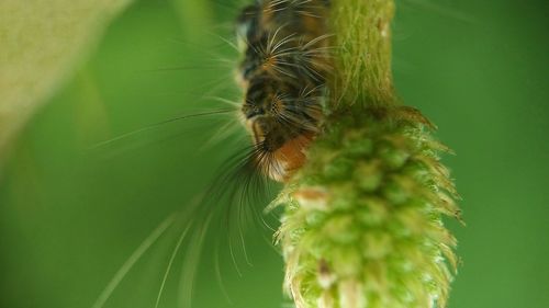 Close-up of caterpillar on flower