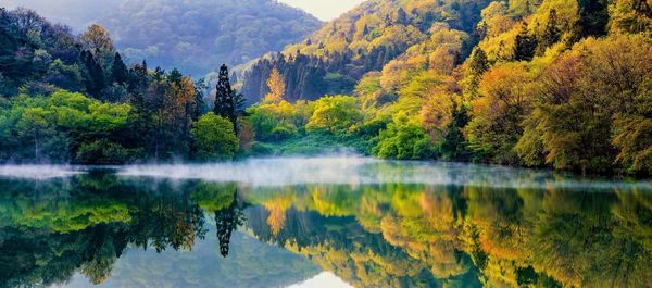 Scenic view of lake in forest