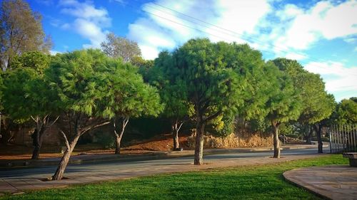 Empty road with trees in background