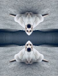 Portrait of white dog on floor