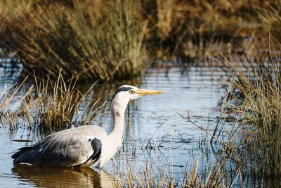 High angle view of gray heron in lake