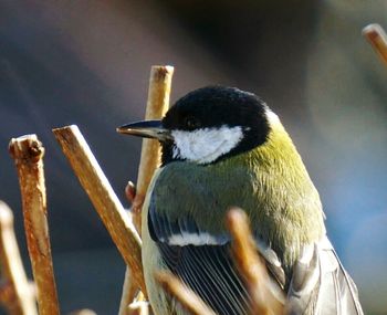 Close-up of bird perching outdoors