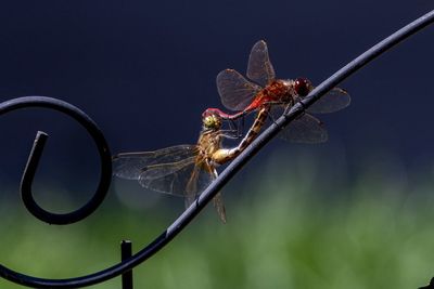 Close-up of dragonfly perching on metal