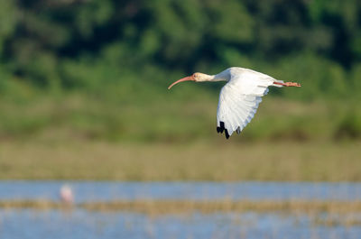 Bird flying over the water