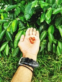 Close-up high angle view of hand feeding