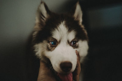 Close-up of hand holding dog