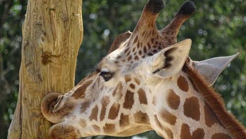 Close-up of a giraffe