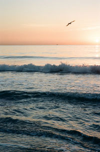 Seagull flying over sea against sky during sunset