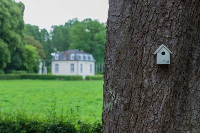 Close-up of tree trunk on field