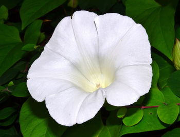 Close-up of white flowering plant