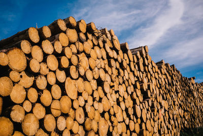 Stack of logs in forest