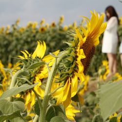 Close-up of sunflower growing in field