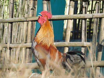 View of rooster on fence