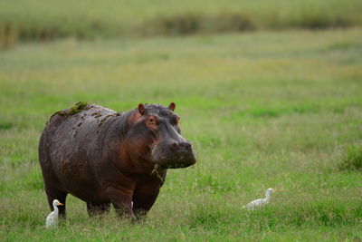 Hippo on field
