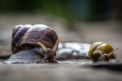Close-up of snail