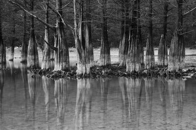 Panoramic shot of trees in lake