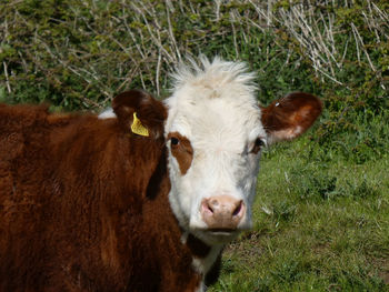 Portrait of a sheep on field