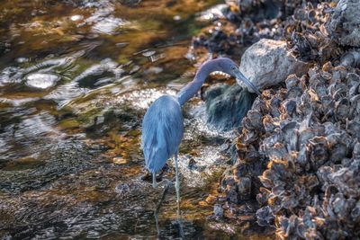 High angle view of gray heron on rock in lake
