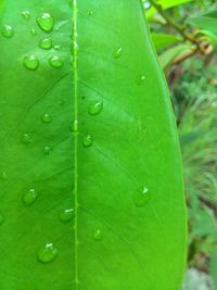 Close-up of water drops on leaf