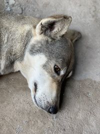 High angle view of dog sleeping