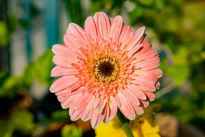 Close-up of pink flower