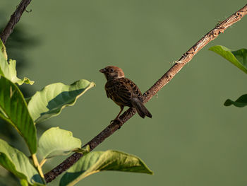 Bird perching on a branch