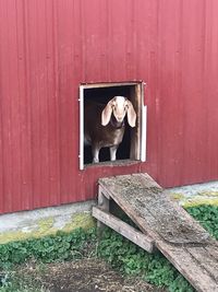 Dog in front of door