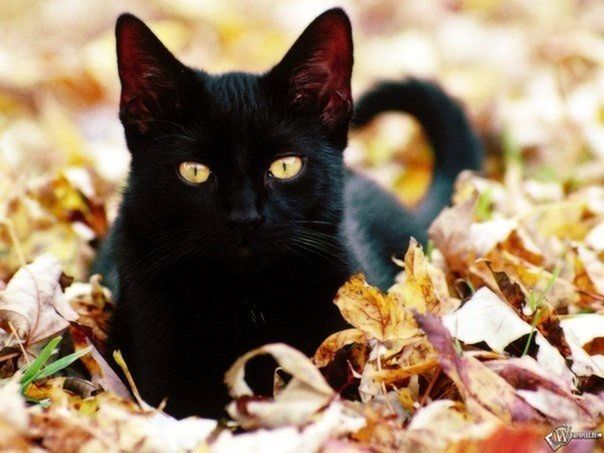 animal themes, one animal, domestic animals, mammal, pets, domestic cat, looking at camera, portrait, black color, whisker, cat, close-up, focus on foreground, feline, young animal, selective focus, relaxation, no people, animal head, zoology