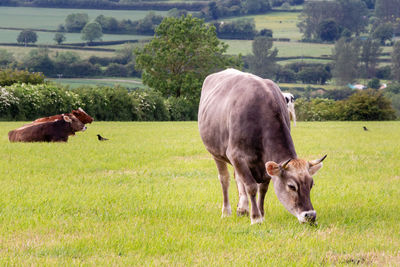 Cows grazing in a field