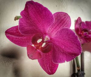 Close-up of pink flower growing outdoors