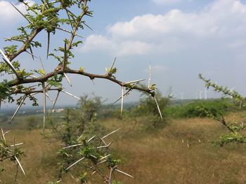 Plants on field against sky