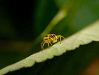 Close-up of insect on leaf