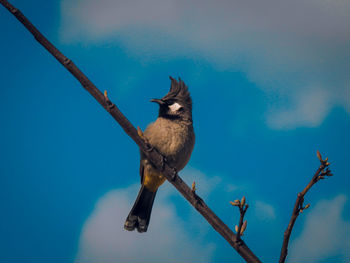 Low angle view of bird perching on branch against sky