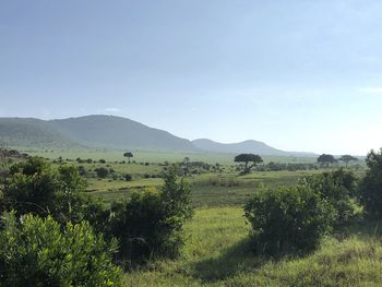 Scenic view of field against clear sky
