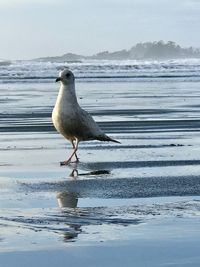 Seagull perching on a beach