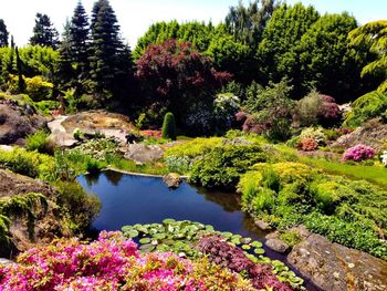 Scenic view of lake and plants in garden
