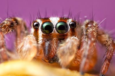 Close-up of spider