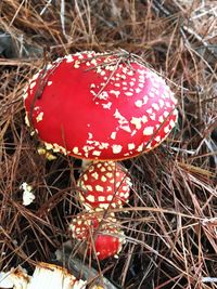 Close-up of fly agaric mushroom on field