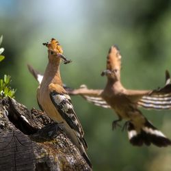 Close-up of bird perching on wood