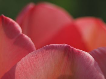 Close-up of pink rose flower