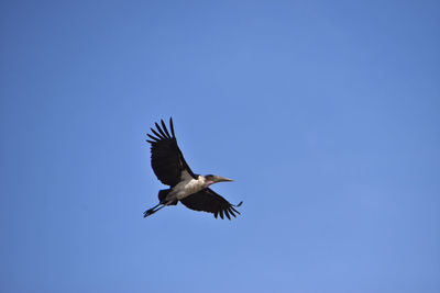 Low angle view of bird flying against clear blue sky