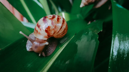 Close-up of snail