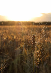 Close-up of stalks in field