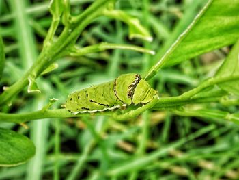 Close-up of insect on leaf