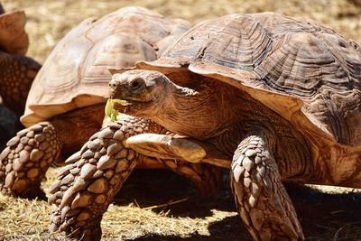 Close-up of a turtle on field