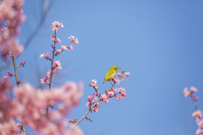 Cherry blossoms and japanese white-eye