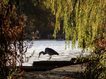 Gray heron perching on tree by lake