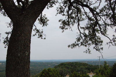 Trees on landscape against sky