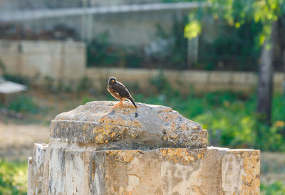 Bird perching on retaining wall