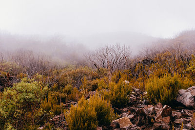 Plants and trees during foggy weather